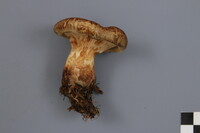 Paxillus involutus image